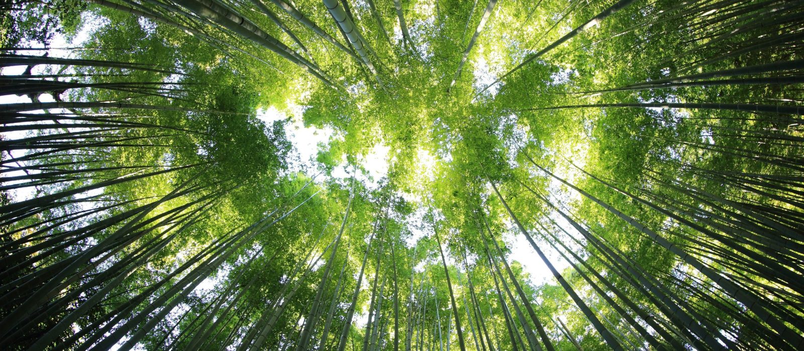 Case study: Turbo Crowd for Forever Bamboo